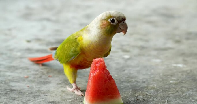 Cinnamon green-cheeked conure or parakeet (Pyrrhura molinae) close up. One of the most popular species of companion parrot. High definition shot at 4K, Slow motion video footage.