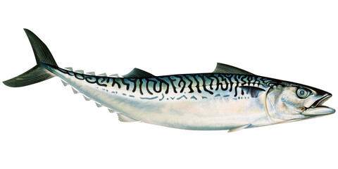 Mackerel fish illustration. Mackerel logo