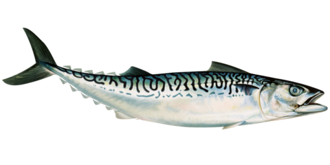Mackerel fish illustration. Mackerel logo