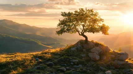 Foto op Canvas Mountain landscape with tree at sunset in summer, scenic lone pine against sun, stunning view. Concept of cliff, nature, sky, travel © karina_lo