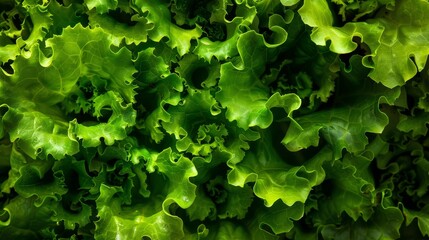 mature lettuce growing in a hydroponic farm, lush green leaves under LED grow lights