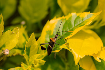 A Leaf-footed Bug navigating through vibrant yellow leaves, in sharp detail