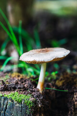 Earthy mushroom sprouting from a moss-covered tree stump in a lush forest