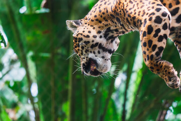 A jaguar exhibiting natural hunting behaviors, captured from above in a zoo habitat