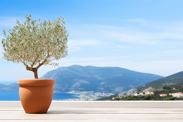 Olive tree in pot on wooden deck with sea and mountains background