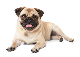 Obraz premium Cute pug dog laid on the floor on isolated background