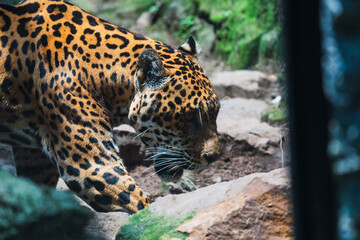 A focused jaguar walking along the rocky terrain of its zoo environment, showcasing its spotted coat