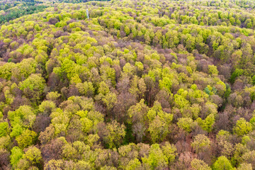 Beautiful spring forest landscape, fresh green leaves on trees in spring, view from drone. - 785627134