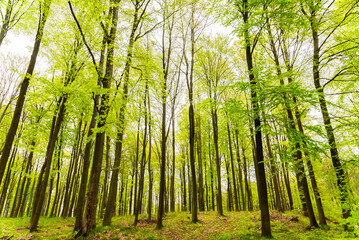 Beautiful spring forest landscape, fresh green leaves on trees, spring in deciduous forest.