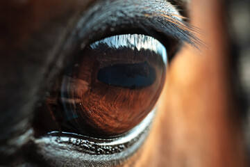 beautiful  expressive eye of the bay  horse. ultra detaild and sharp macro shot - 785628995