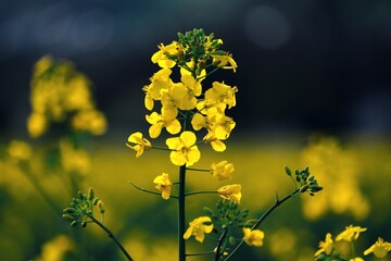 gelbe Rapsblüte im Frühling