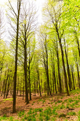 Beautiful spring forest landscape, fresh green leaves on trees, spring in deciduous forest. - 785629593