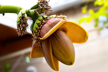Banana tree with fruits and flower, closeup
