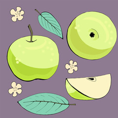 Green apple parts. Vector illustration