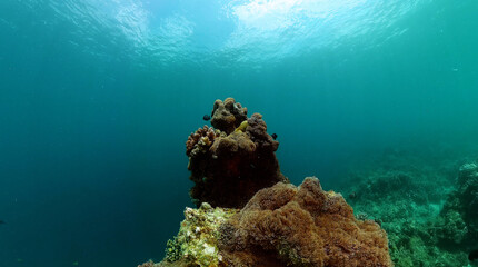 Underwater world background, coral reef ecosystem. Underwater life landscape.