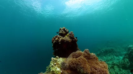 Fototapeten Underwater world background, coral reef ecosystem. Underwater life landscape. © MARYGRACE