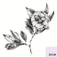 Camellia flower. Spring plant. Graphic ink drawing, pointillism technique