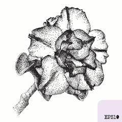 Azalea flower. Spring plant. Graphic ink drawing, pointillism technique