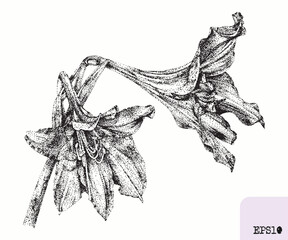 Hippeastrum flower. Spring plant. Graphic ink drawing, pointillism technique - 785636975