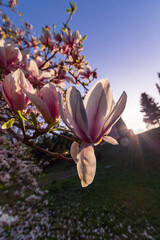 Kwiatowa eksplozja: kwitnące magnolie wiosną w makrofotografii - obrazy, fototapety, plakaty