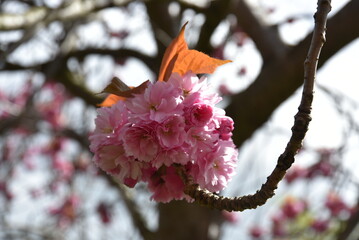 A close up of a pink cherry blossom in Dublin, Ireland