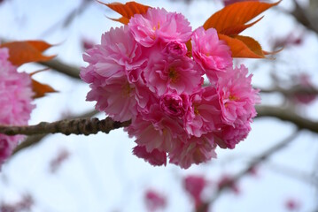 A close up of a pink cherry blossom in Dublin, Ireland