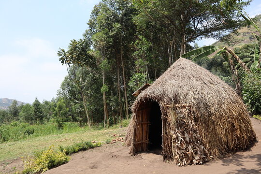 small round hut in forest with a thatched roof, made of sticks and mud and has a small door near tree and some plants growing around it in uganda