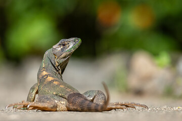 Kleiner Waran in Costa Rica