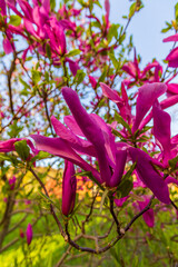 Kwiatowa eksplozja: kwitnące magnolie wiosną w makrofotografii © krzys ser