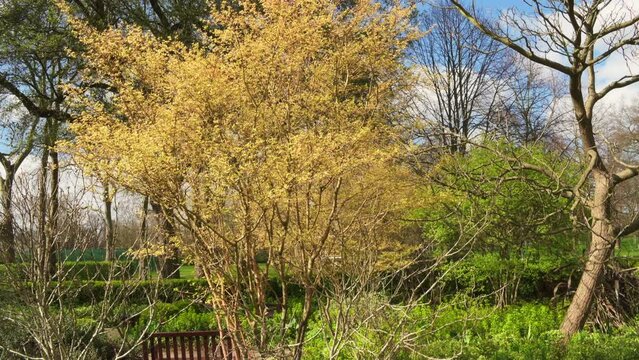 London, UK, 24 March 2024:  Honey Locust tree (Gleditsia Triacanthos 'Sunburst') yellow leaves in springtime