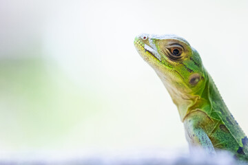 Portrait einer kleinen Eidechse in Costa Rica