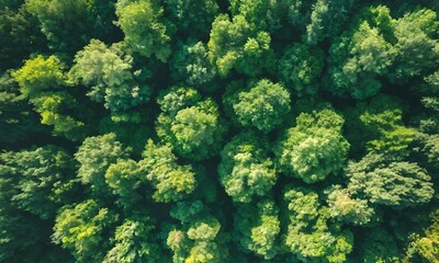 Fototapeta na wymiar Aerial Top View Of Green Trees In Forest