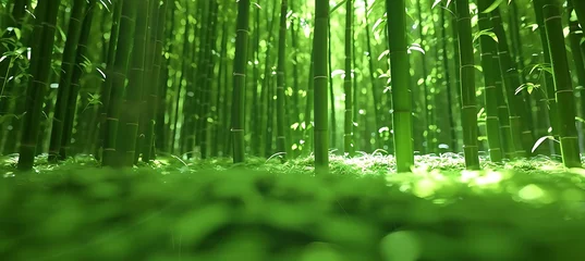 Schilderijen op glas Sunlit Serenity: Exploring the Depths of a Dense Bamboo Forest © Max_T