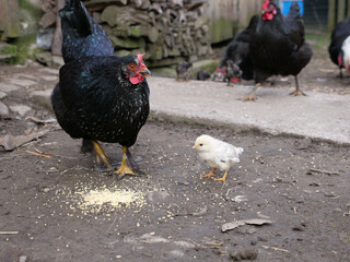 Adult chickens and chicks in agricultural conditions.