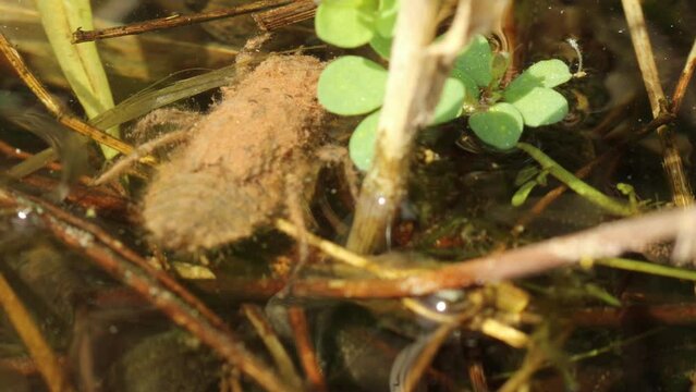 Libellenlarve mit Kaulquappen im T&uuml;mpel