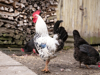 Rooster and chickens in agricultural conditions.