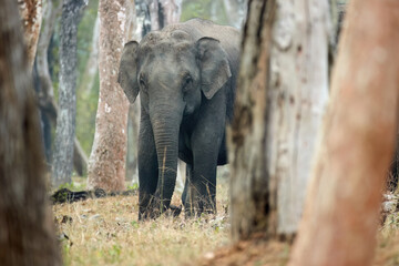 Indian elephant approaching camera through tree trunks in its natural habitat, observed in Kabini...