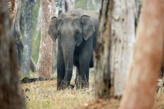 Indian elephant approaching camera through tree trunks in its natural habitat, observed in Kabini Forest, Nagarahole Tiger Reserve, India.