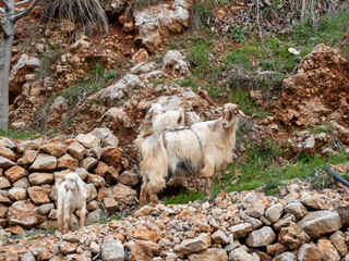 goat on a rock