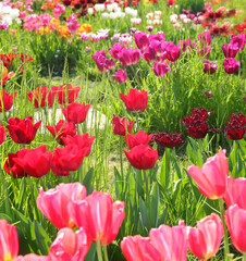 background of tulip flowers of various colors blooming in the spring symbol of the Netherlands - 785642984