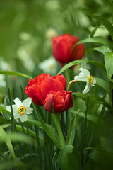 czerwone pełne tulipany, i białe narcyze, wiosenne kwiaty	