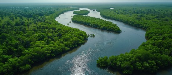 Aerial view of mangrove forest in Gambia. - obrazy, fototapety, plakaty