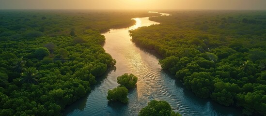 Aerial view of mangrove forest in Gambia.