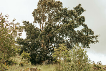 tree in the forest