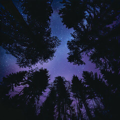 Beautiful starry sky over the forest
