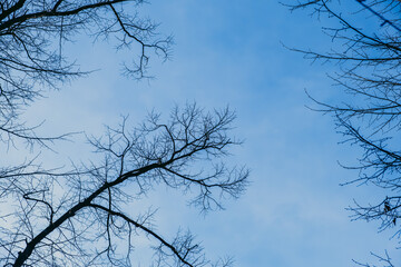 tree branches against blue sky