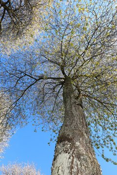 trunk of the cherry tree with white flowers blooming in spring  seen from below