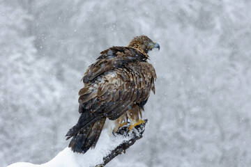 Majestic golden eagle perched on a snowy tree branch trying to remove snow from its plumage