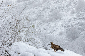 Idyllic landscape of a snowy forest in which a golden eagle rests perched in the snow