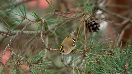 A firecrest on a tree at january in jena